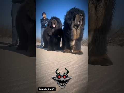 AFTER & BEFORE ANIMALS GROWING UP(TIBETAN MASTIFF,CHOWCHOW DOG) #treanding #animals #shorts #growing