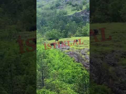 orman işçilerinin karşısına domuz sürüsü çıktı