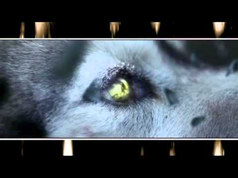 Alex Eliz Remix  She Wolf VE by Markruz)