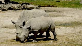 Download lagu No Copyright Videos - Rhino - Free Video Footage of Rhino Free Content - No Copyright Zone mp3