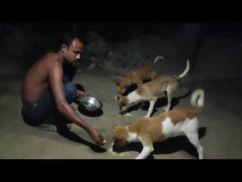 animal lovers #villagelife #dog @khalidsowdagar4398