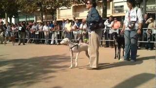 preview picture of video 'V desfilada canina de Galgos 112 en Sant Feliu de Guixols - Girona'
