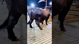 Download lagu 1300 kg giant returns to the barn after a display session mp3