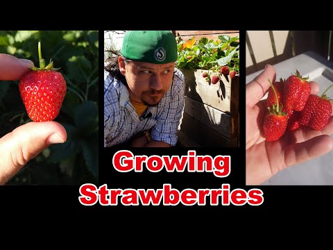 Strawberry Plant Revival Make More And More Strawberry Plants