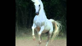 Jimmy Scott - Nothing Compares 2 U