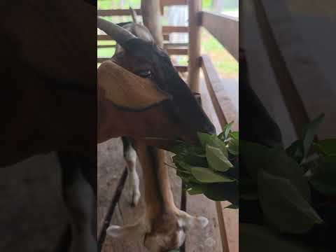 cmo criar y alimentar cabras en tu lote campestre en Guamo, Tolima.