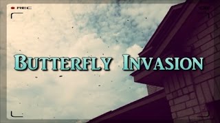Butterfly Invasion - It Has Begun!