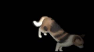 Cover art for low quality aggressive spinning cat