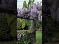 😲😍Amazing Wisteria Pergola!!! 🥳 #wisteria #relaxing #flowers