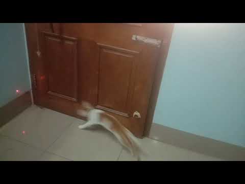 Beautiful cat  | Puchi cute kitty blog 45 - Ahnaf Tasin