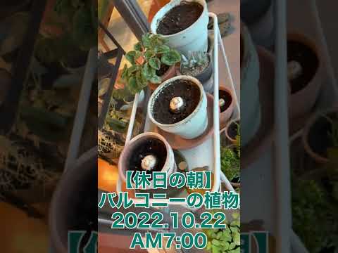 狭いバルコニーの垂直庭園を配置する