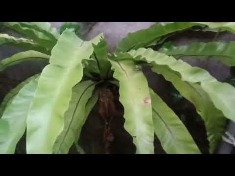 Asplenium scolopendrium KADAKA , Benefits for health,kegunaan untuk kesehatan