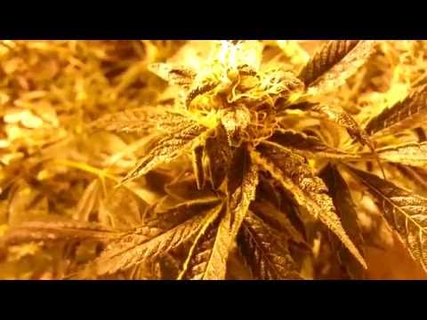 Update: lady sativa genetics