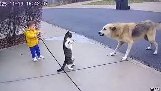 Kitty Saves Kid in the Nick of Time! 😱🐱 Unbelievable Hero Moment