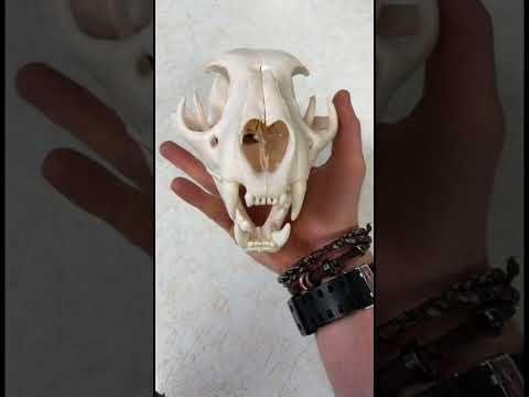 Real Mountain Lion Skull 🦁