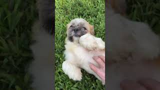 Video preview image #1 Shih Tzu Puppy For Sale in Weston, FL, USA