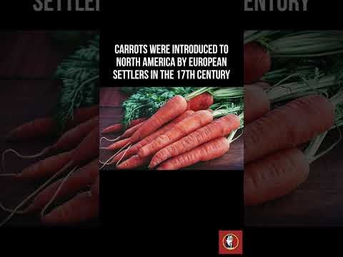 Beyond Bugs Bunny: The Surprising History and Health Benefits of Carrots.