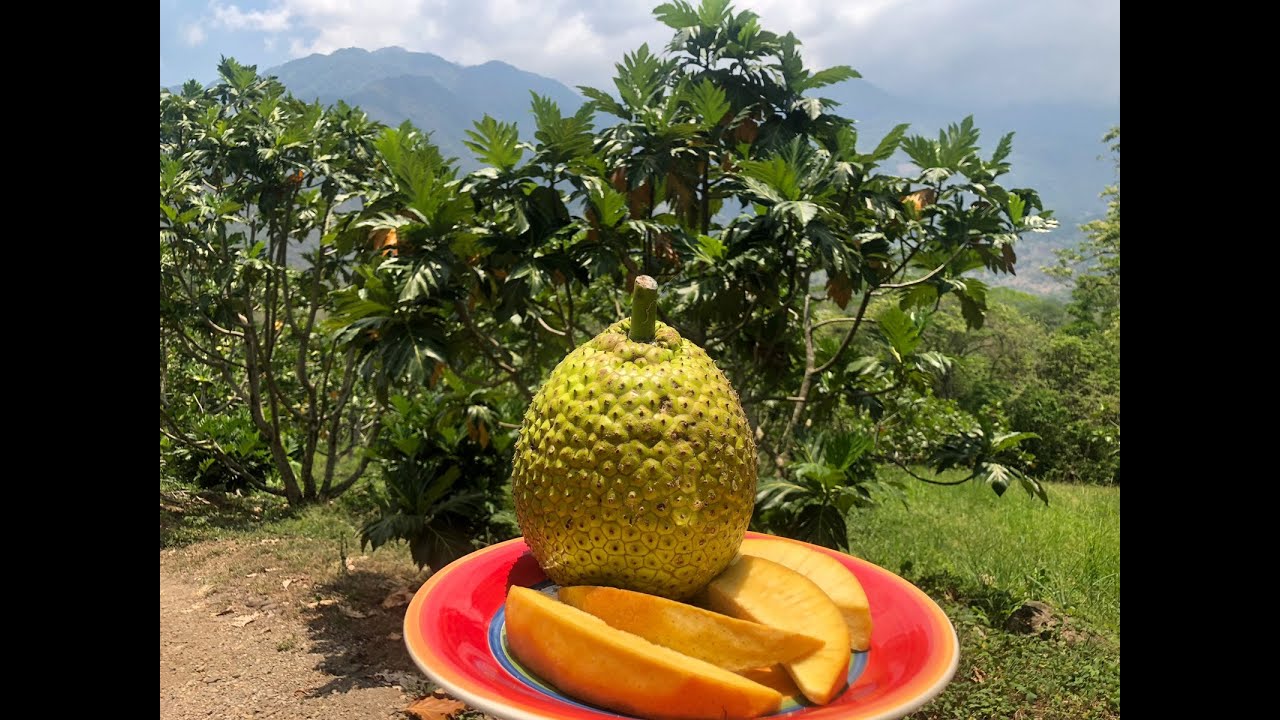 Picking ripe breadfruit