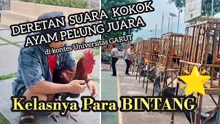 Download lagu Collection of the crowing sounds of Pelung chickens in the Bintang class of the UNIGA contest mp3