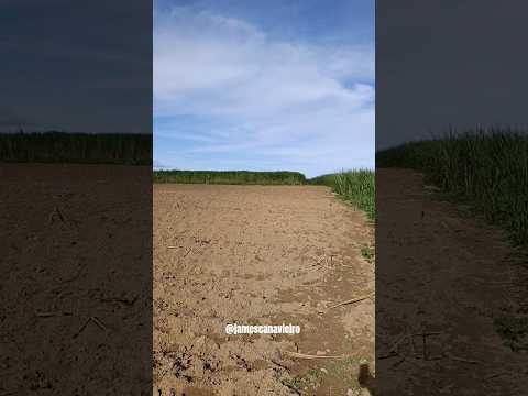SÍTIO SÃO PEDRO ZONA RURAL DE NOVO LINO ALAGOAS.