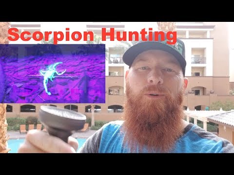 DIY How to kill scorpions. How to find scorpions. Finding scorpions using the uvBeast black light