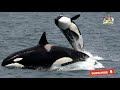Killer Whale Facts The Ocean S Most Feared Predator
