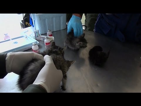 Almost 100 dogs and cats rescued from Colombia's Bronx after drugs raid