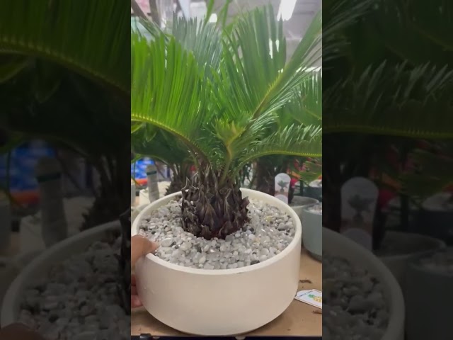 Vídeo relacionado con Cyca Natural Palma de Exterior Perfecta para Jardines y Terrazas