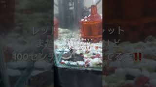レッドテールキャット購入!責任を持って育てていきたいと思いますので温かい目で見守ってください🙇