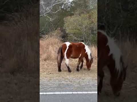 Another beautiful pony...