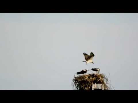 2014 Andalusian Male Osprey Chick's First Flight