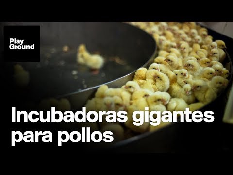 Así son las nuevas granjas de pollos en China.