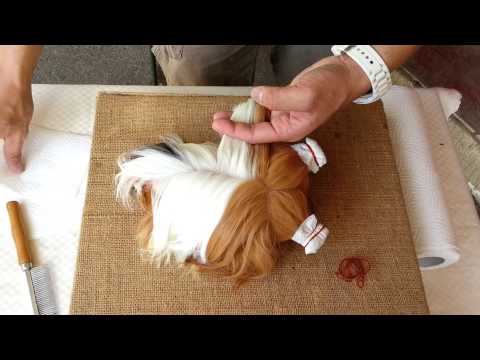 download lagu mp3 mp4 Peruvian Cavy, download lagu Peruvian Cavy gratis, unduh video klip Peruvian Cavy