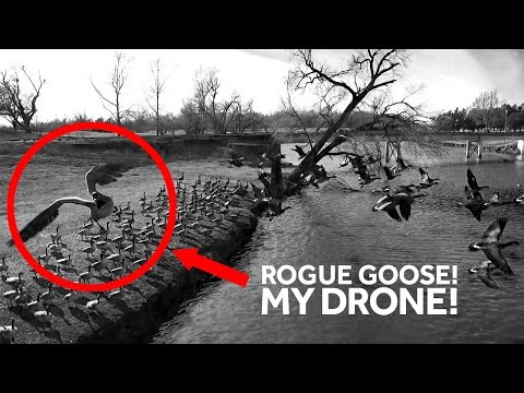 Goose tries to attack my DJI Phantom drone!