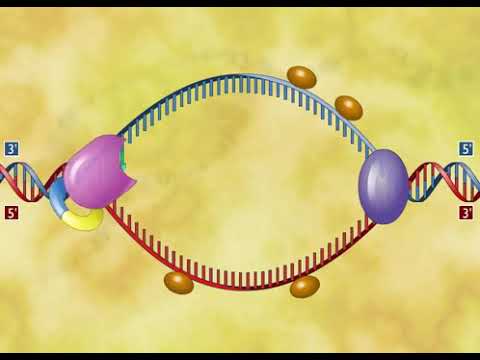 DNA Replication 3D Animation