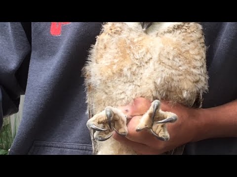 Denver Owl Cam June 20 Live