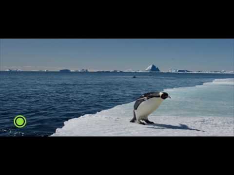 Pingvinek vándorlása 2  magyar szinkronos előzetes