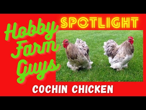 , title : 'HFG Farm Animal Spotlight: Cochin Chickens'