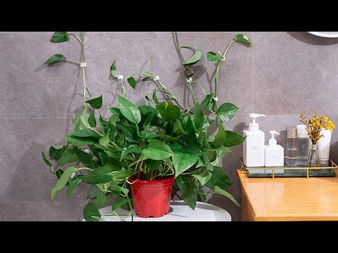 YouTube video about: What are plant clips used for?