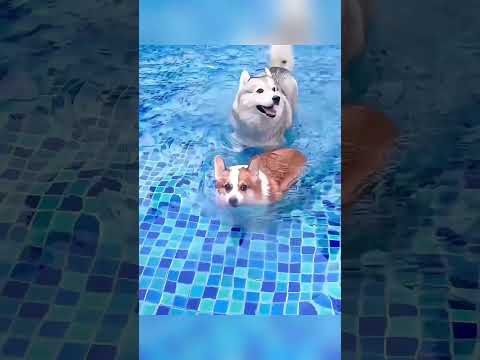 **Маленький Пёс Не Умел Плавать… Пока Не Случилось Это!**#shorts