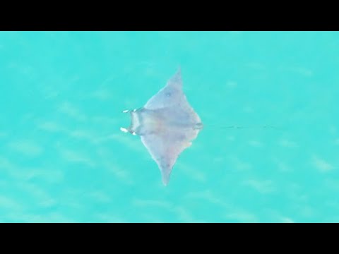 Devil Ray Does A Backflip Out Of The Water!