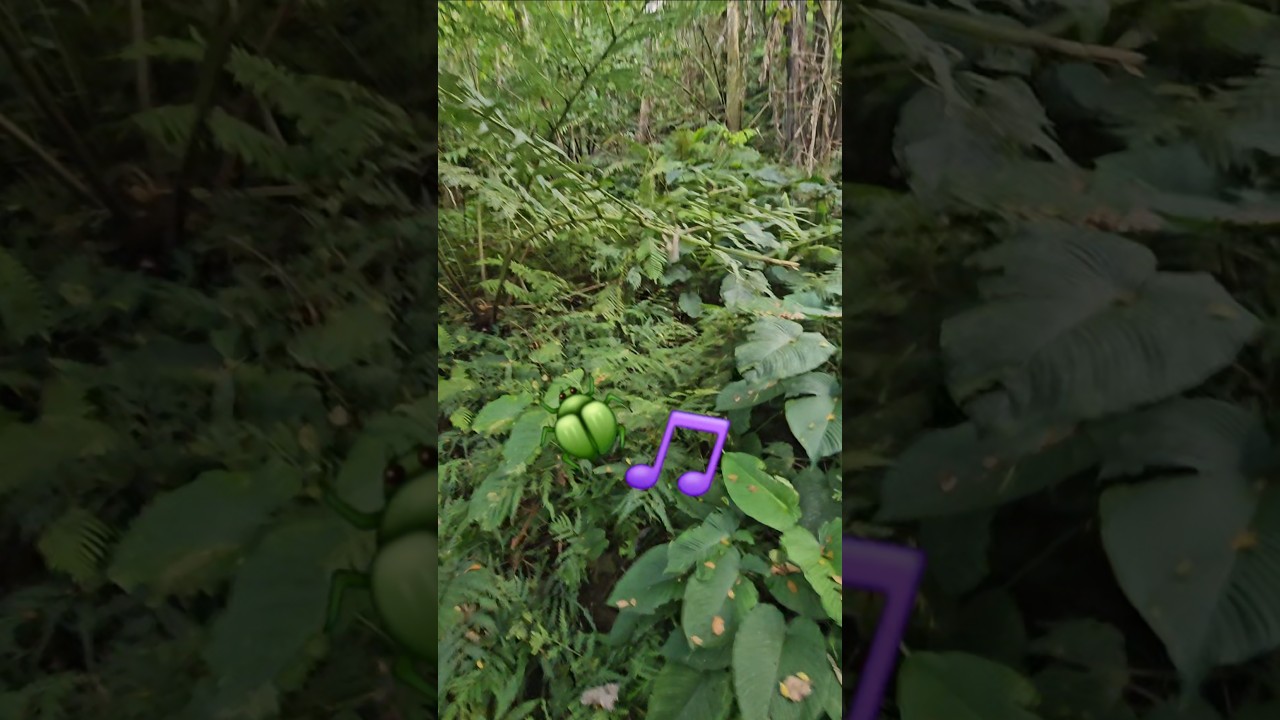 Jungle Insects OR FREQUENCY LASERS? Alimatoc Jungle Noises. #philippines #tropics #Jungle #alimatoc