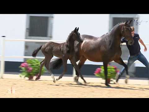 OL prämiertes Hengstfohlen von  Feinrich x  San Amour I x  Feiner Stern
