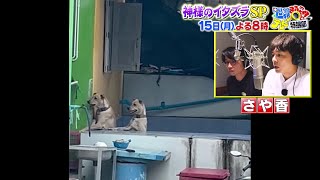 世界まる見え！神様のイタズラSP 15日(月)よる8時