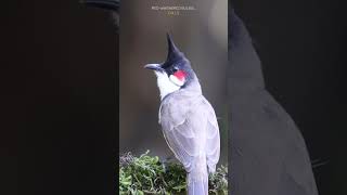 Download lagu Suara burung bulbul berjenggot merah #shorts #birdsofindia #bulbul mp3
