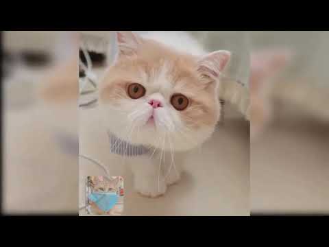 Cats videos | cats and dogs lover | Funniest  videos series | cats fighting | Funny cats videos 2021