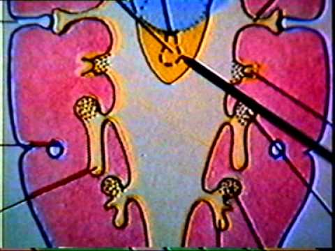 Dr Eduardo Kremenchutzky - Embriología humana