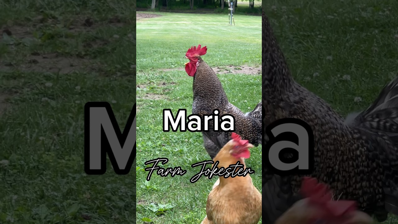 Maria where are you? Come get your bird! #maria #rooster  #chicken #haha #farming