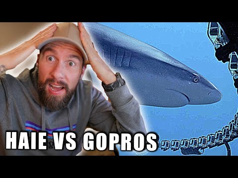 Hai-Experte reagiert auf Wieso greifen Haie GoPros an? | Robert Marc Lehmann