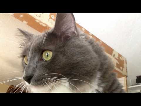 Bobby Joe kitty selfie